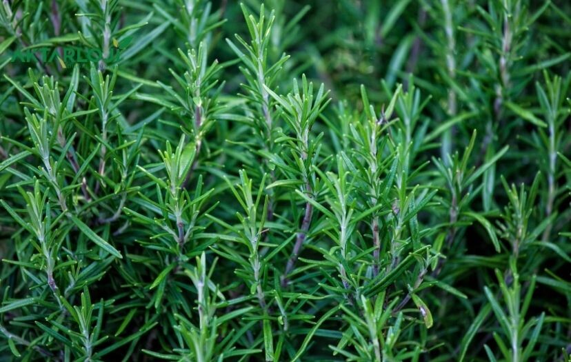 Biberiye Suyu Faydaları Nelerdir? Biberiye Suyu Neye İyi Gelir?