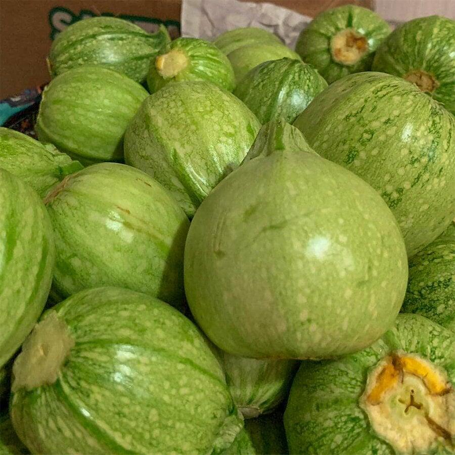 Topak Kabak Tohumu Nedir? Özellikleri Nelerdir? 