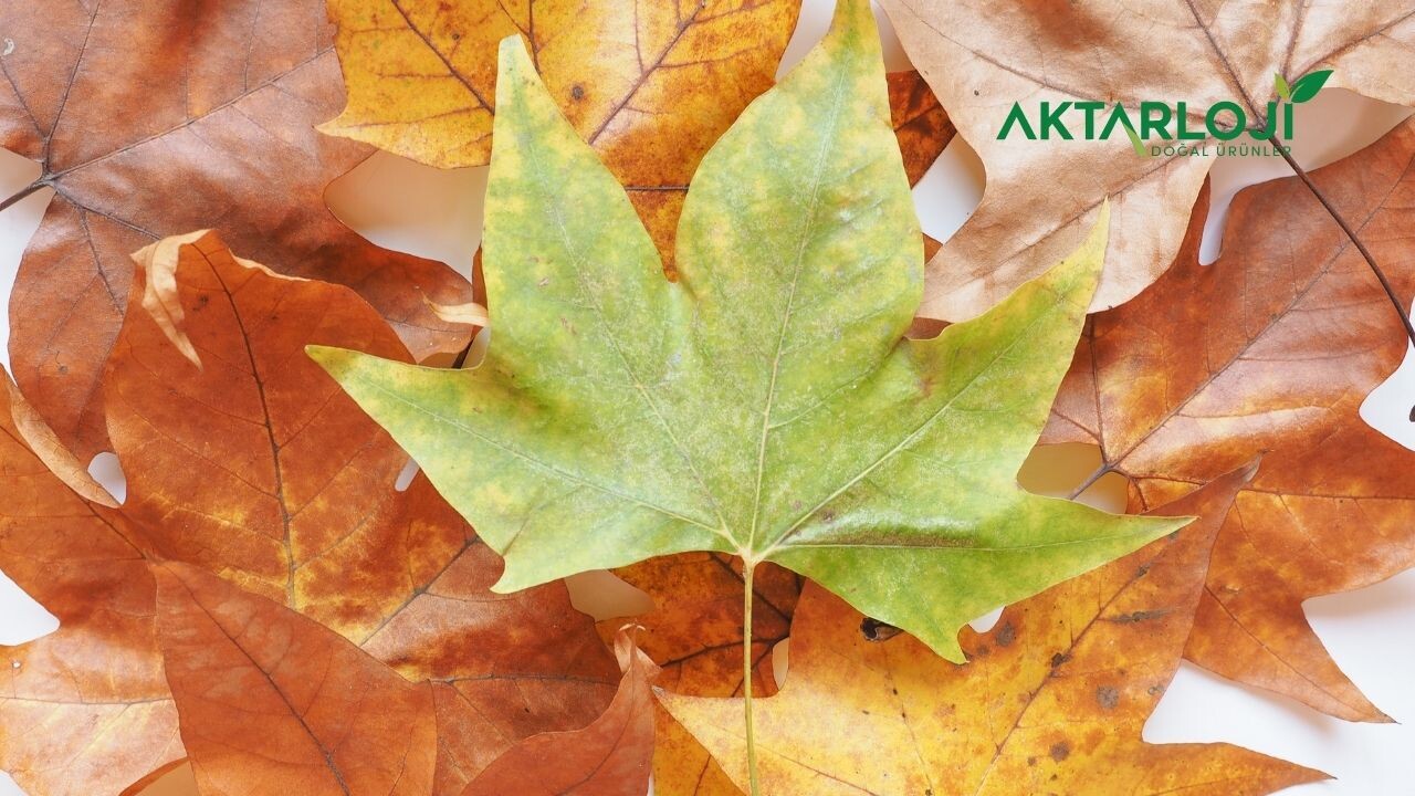 Çınar Yaprağı Çayı Faydaları Nelerdir? Çınar Yaprağı Ne İşe Yarar?