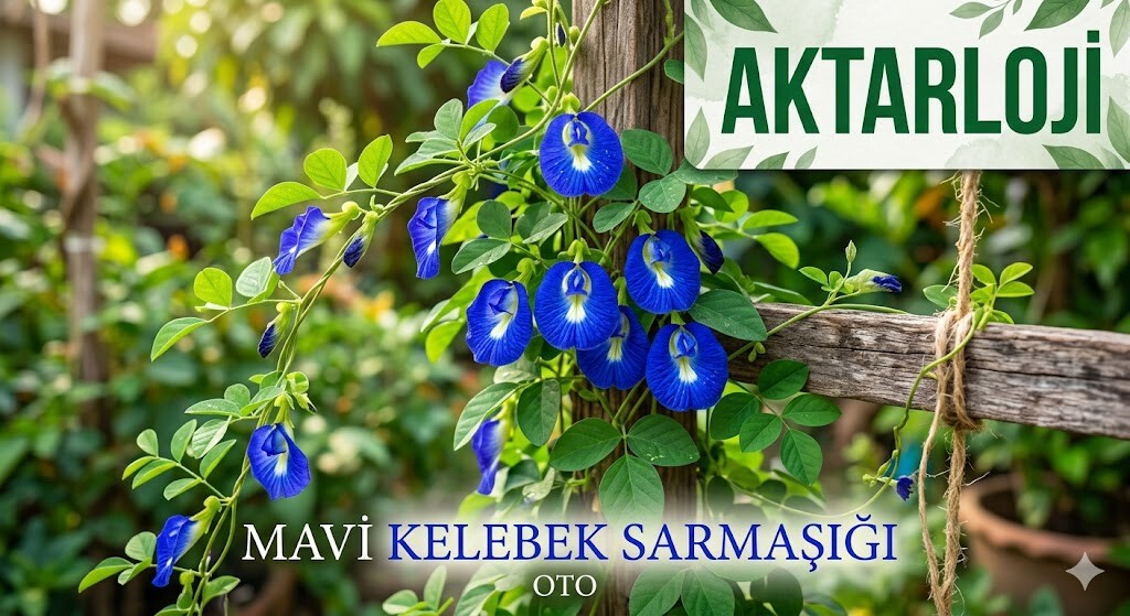 Mavi Kelebek Sarmaşığı İle Doğal Güzellik Ve Zihinsel Berraklık