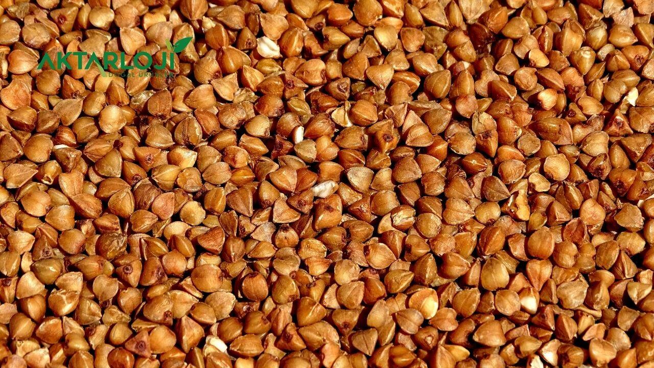 Kavrulmuş Greçka Ne İşe Yarar? Kavrulmuş Greçka Faydaları Nelerdir?
