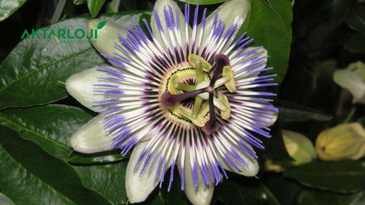 Passiflora Meyvesi Hamilelikte Yenir mi? Gebelikte Çarkıfelek (Passiflora) Tüketilir mi?
