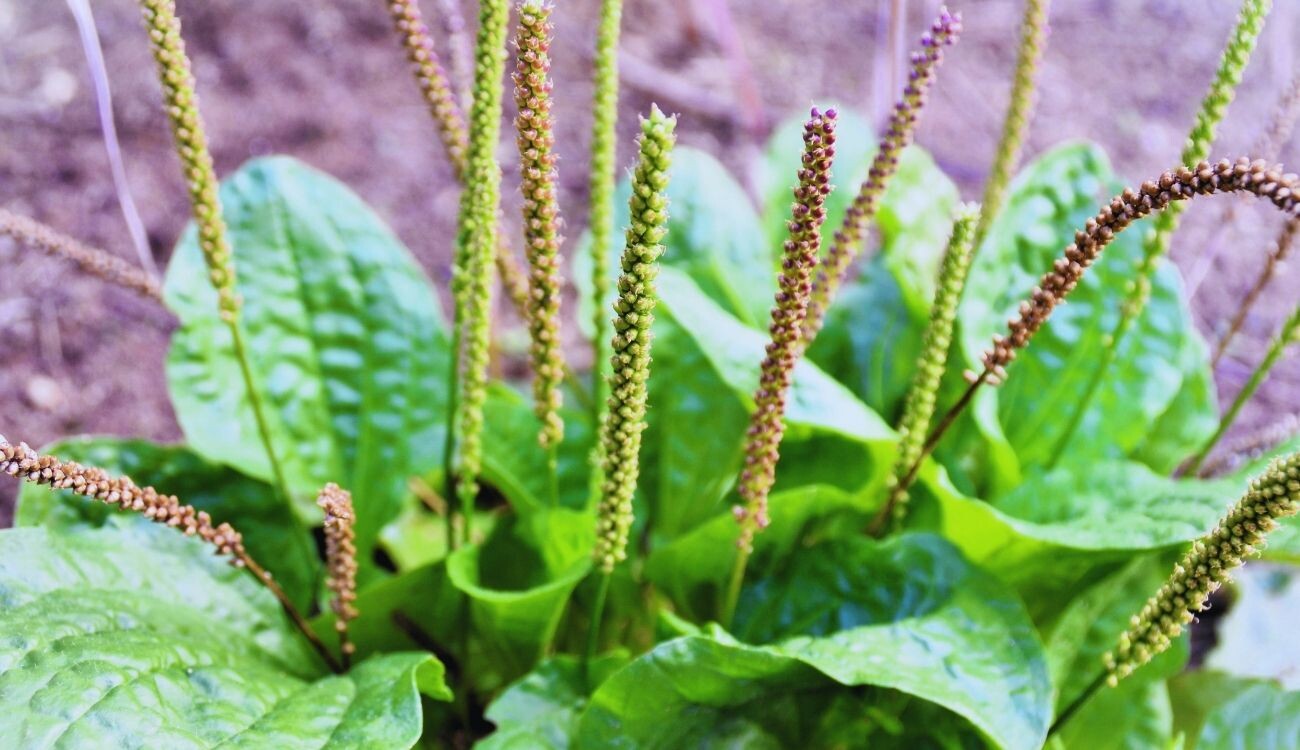 Sinir Otu Faydaları Nedir? Sinir Otu Neye İyi Gelir?