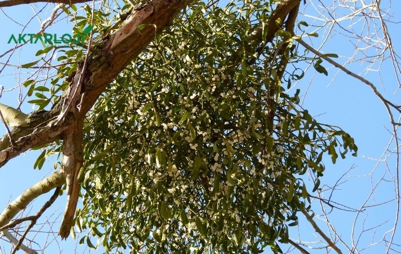 Ökse Otu Nedir? Ökse Otu Faydaları Nelerdir, Neye İyi Gelir?