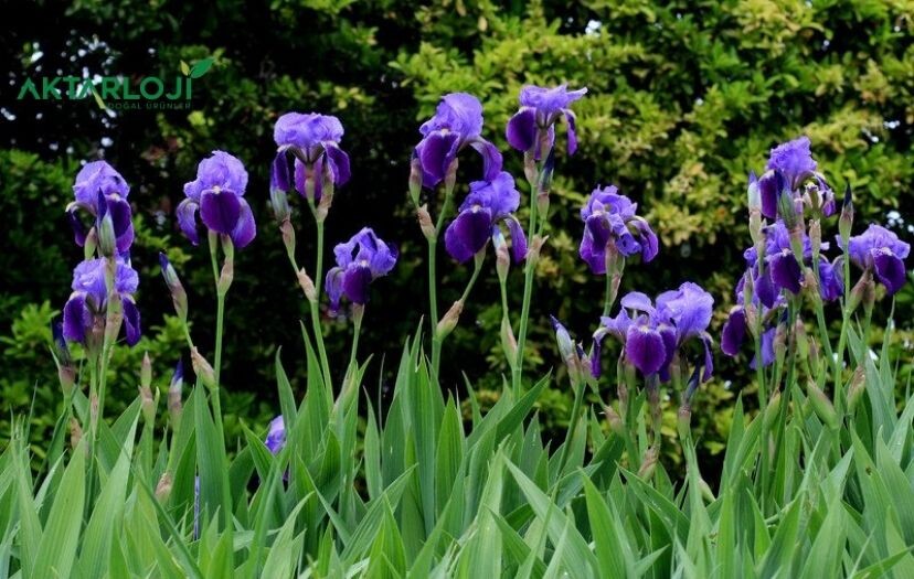 Hazanbel Nedir, Neye İyi Gelir? Hazanbel Faydaları