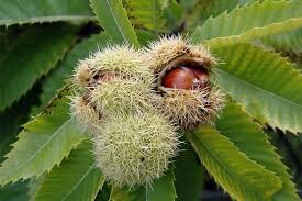 At Kestanesi Nedir Faydaları Nelerdir? 