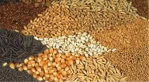 Tohumlar Hakkında Tüm Bilinmesi Gerekenler 