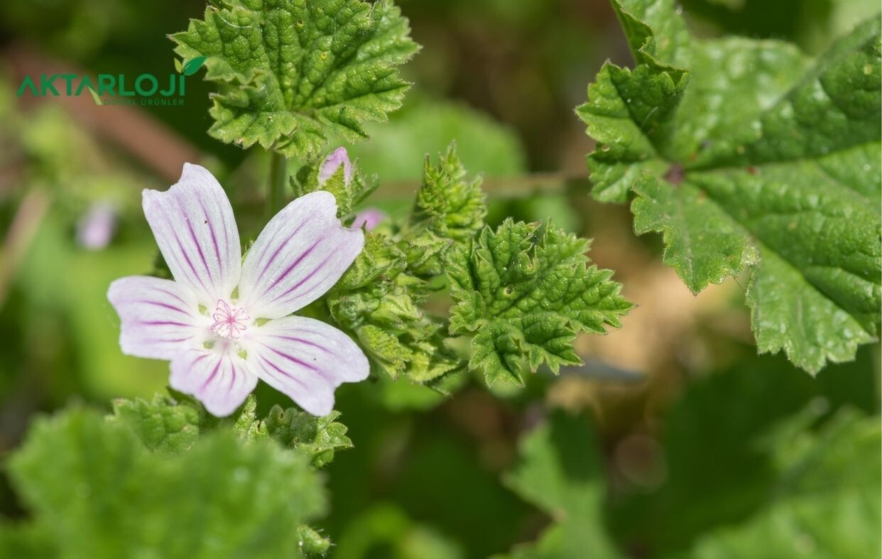 Ebegümeci Faydaları ile Şaşırtıyor! Ebegümeci Neye İyi Gelir?