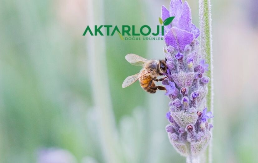 Karabaş Otu Zayıflatır mı? Karabaş Otu Kilo Verdirir mi?