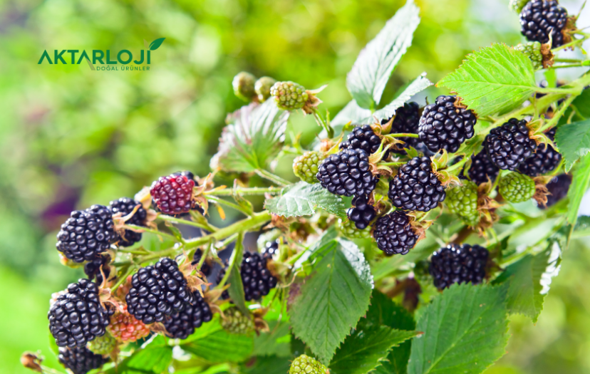 Böğürtlen Kökü Hamilelik İçin Nasıl Kullanılır?