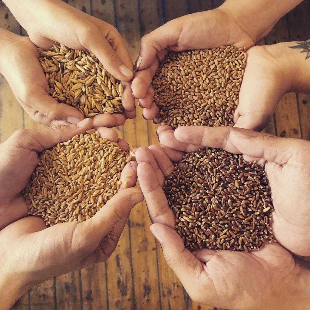 Tohumlar Hakkında Tüm Bilinmesi Gerekenler 