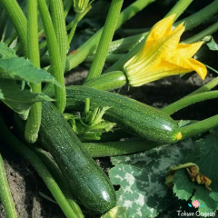 Kolsuz Kara Kabak Tohumu Nedir? Özellikleri Nelerdir? 