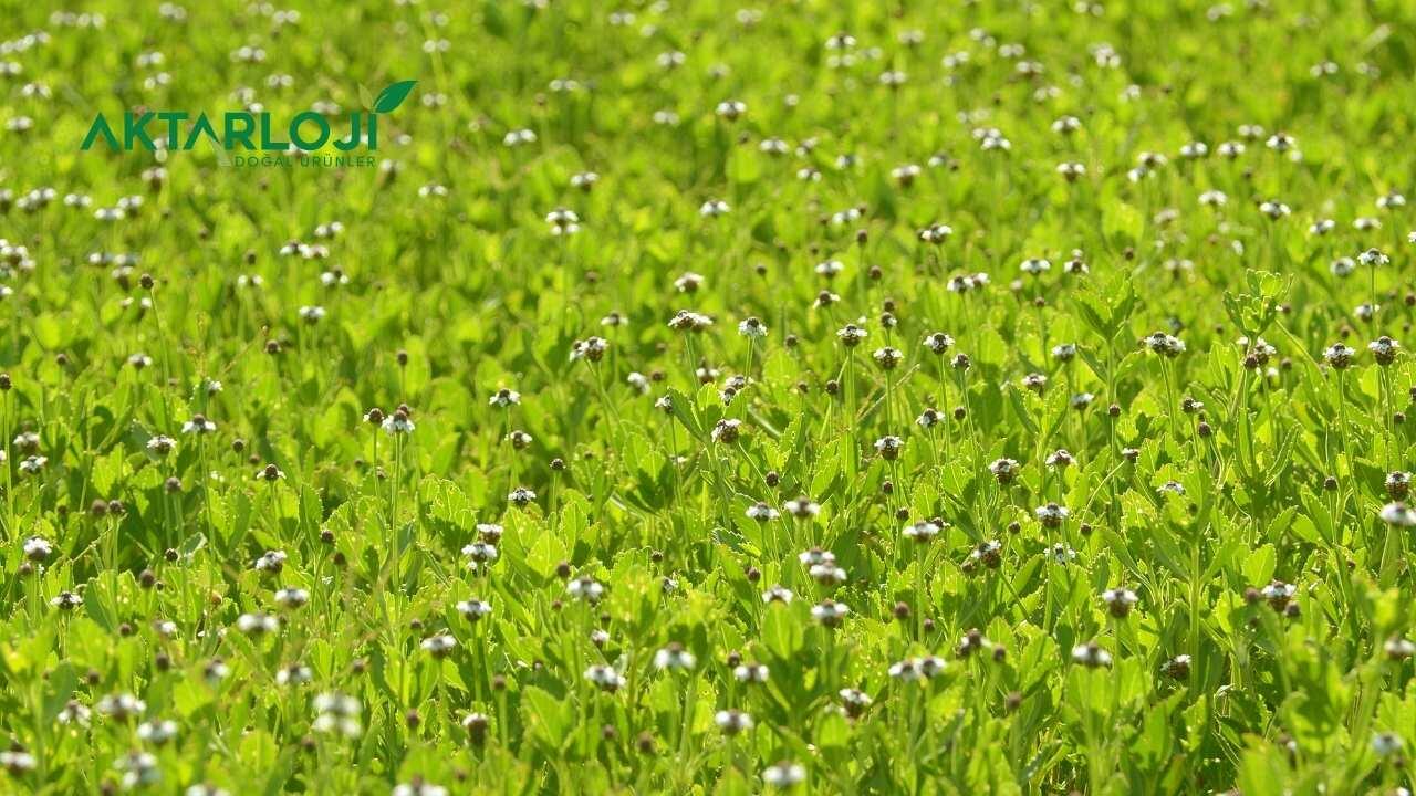 Kurt Pençesi Otu Ne İşe Yarar? Kurt Pençesi Otu Nasıl Kullanılır?