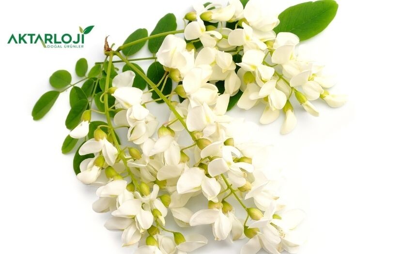 Akasya Sakızı Ne İçin Kullanılır? Ne İşe Yarar?