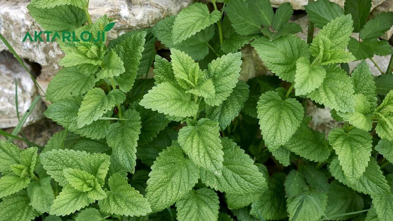 Oğul Otu Damar Açar mı?