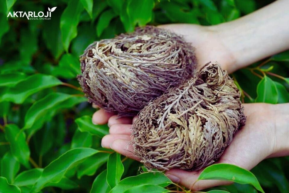 Meryem Ana Otu Nedir ve Faydaları Nelerdir? (Fatma Ana Eli Otu , Havva Ana Otu)