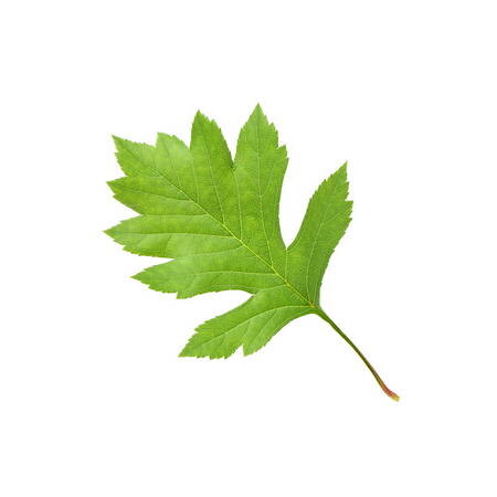 Alıç Yaprağı Nedir Faydaları Nelerdir? 