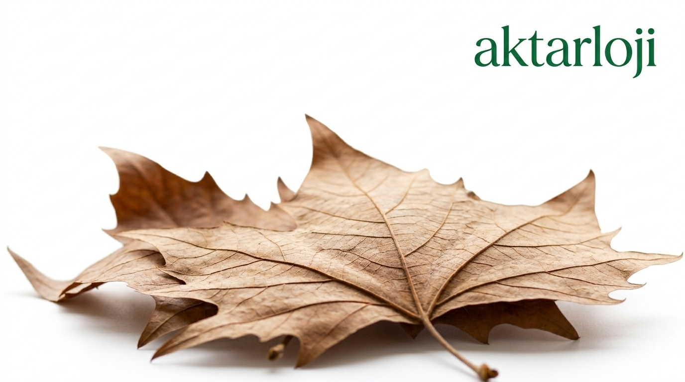 Doğanın Saklı Mirası Çınar Yaprağı İle Sağlıklı Yaşama Merhaba