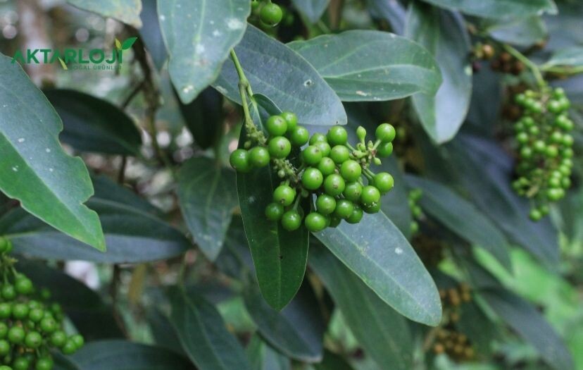 Kebabiye Nedir, Nasıl Kullanılır?