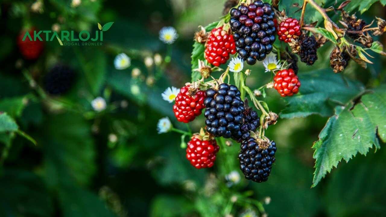 Böğürtlen Yaprağı Ne İşe Yarar? Böğürtlen Yaprağı Faydaları Nelerdir?