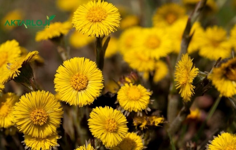 Öksürük Otu Neye İyi Gelir? Faydaları Nedir?