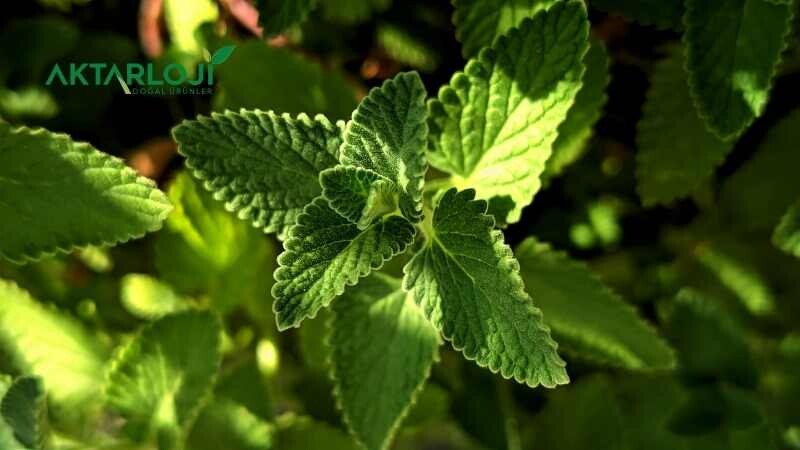 Nane Hangi Ağrılara İyi Gelir?