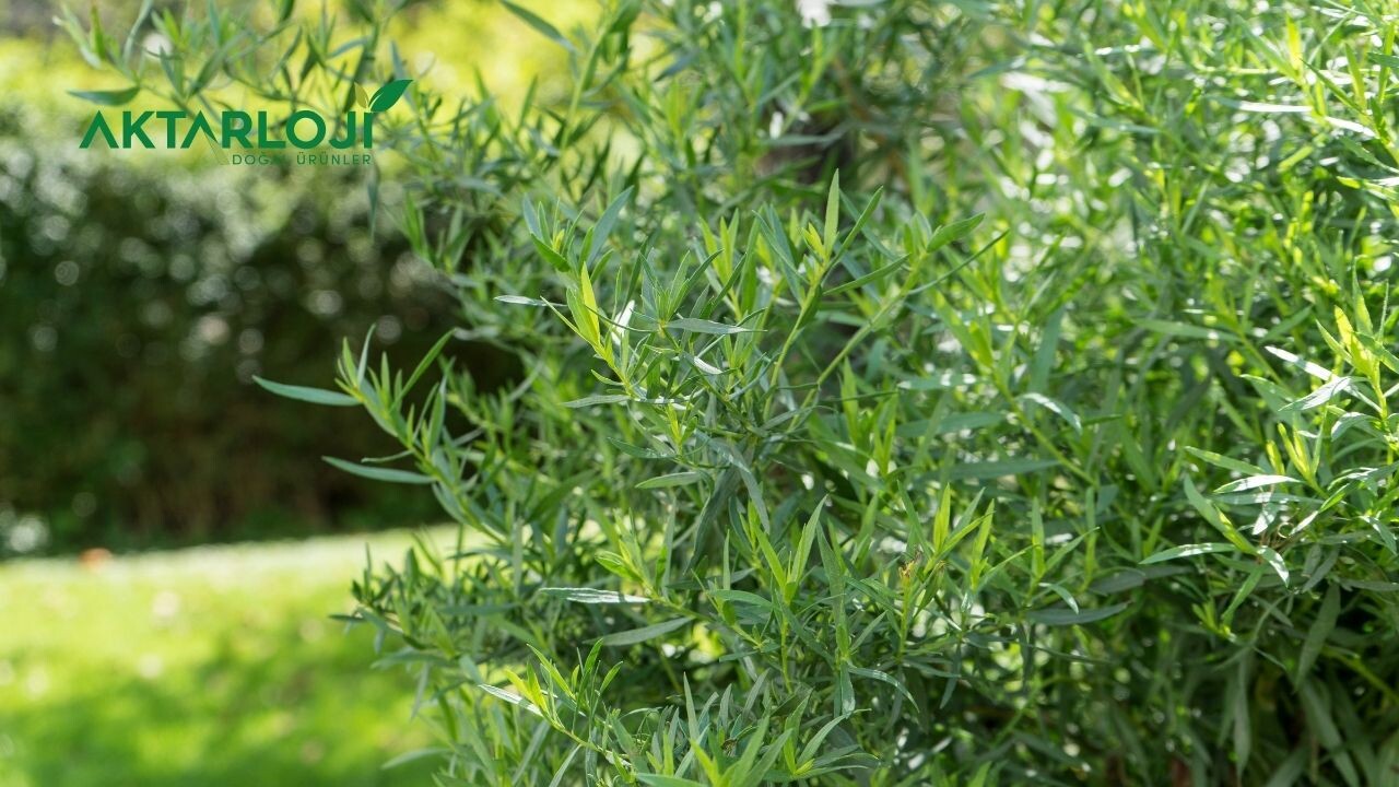 Tarhun Otu Kurusu Hangi Yemeklerde Kullanılır?