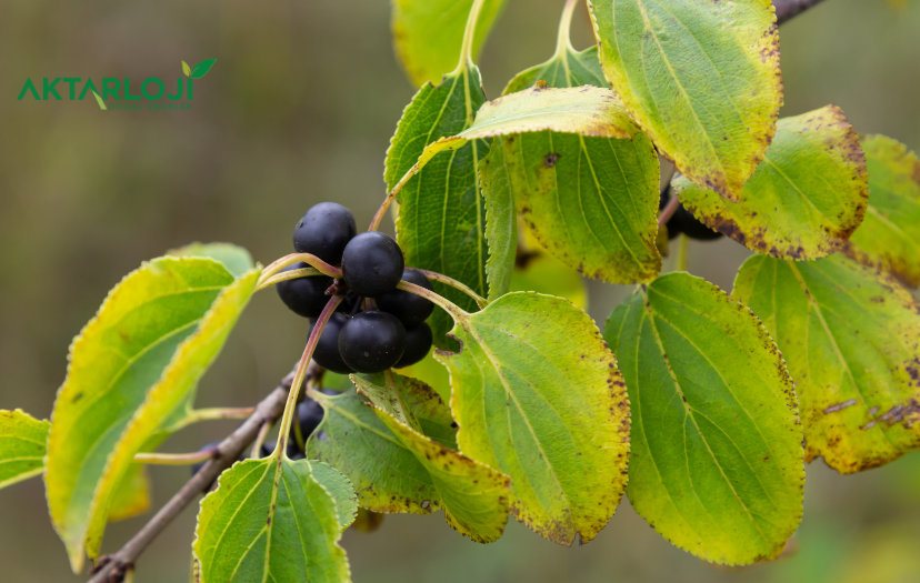 Acı Çehre Nedir? Acı Çehre Nasıl Kullanılır?