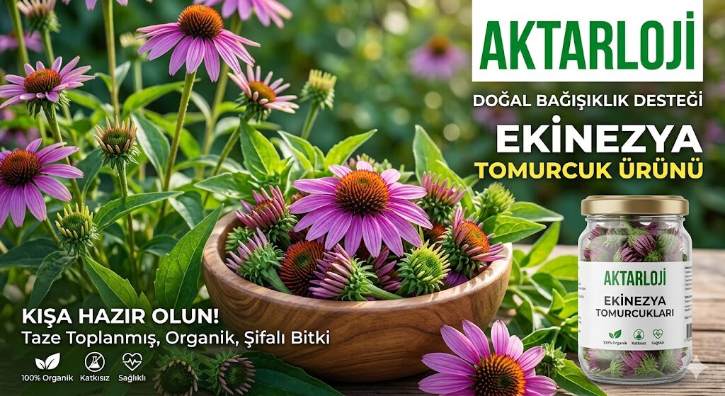 Kansere Karşı Savaş Açın: Ekinezya Tomurcukları