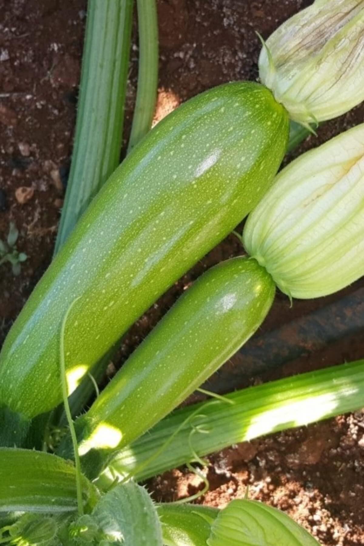 Beyaz Sakız Kabak Tohumu Hakkında Tüm Bilinmesi Gerekenler