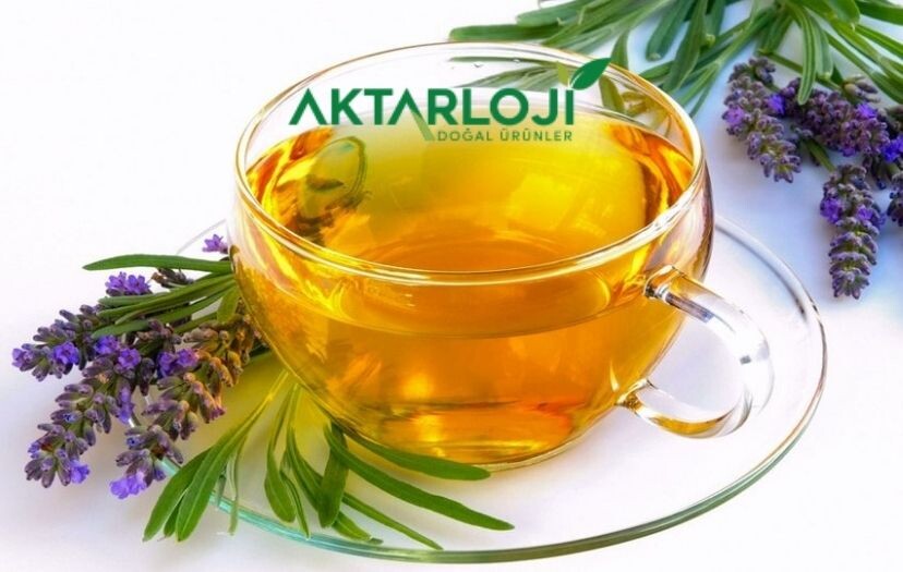 Karabaş Otu Hangi Hastalıklara İyi Gelir? Faydası Nedir?