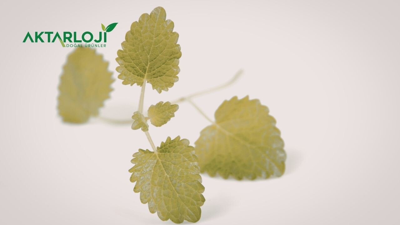 Oğul Otu Ne İşe Yarıyor?