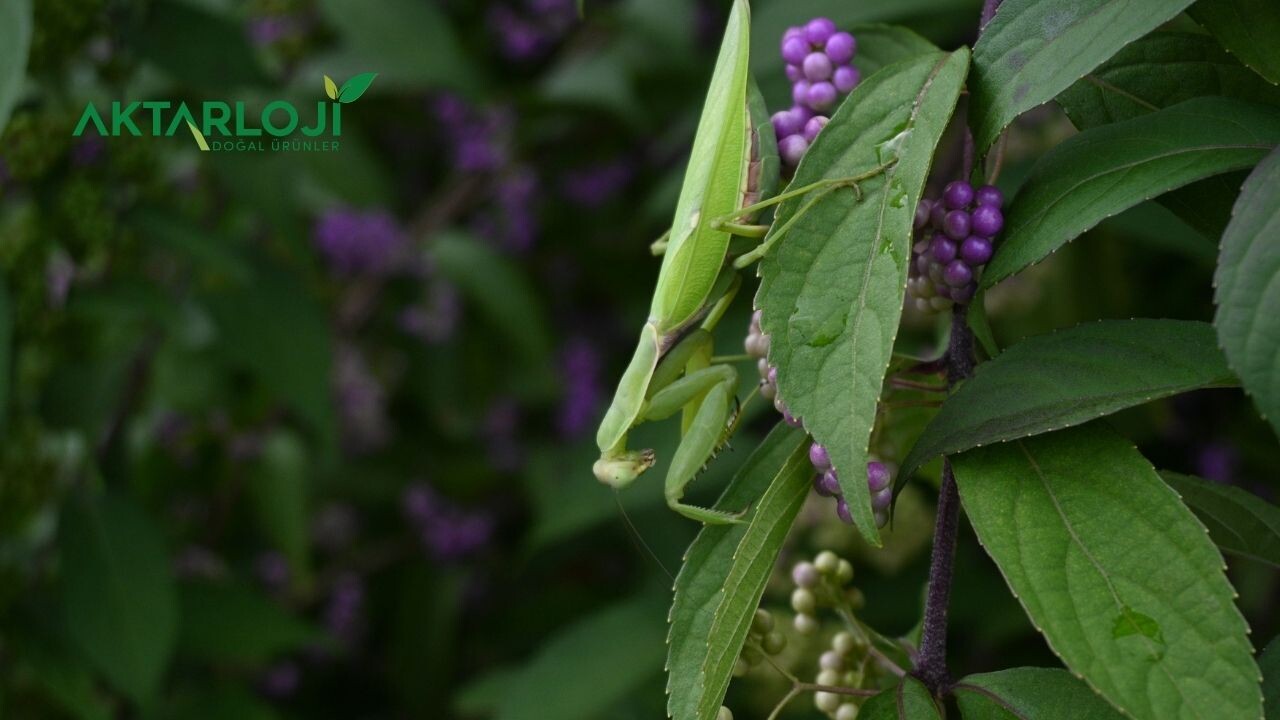 Kurt Pençesi Otu Ne İşe Yarar? Kurt Pençesi Otu Faydaları Nelerdir?