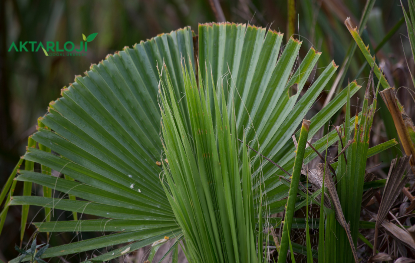 Cüce Palmiye Prostata İyi Gelir mi?