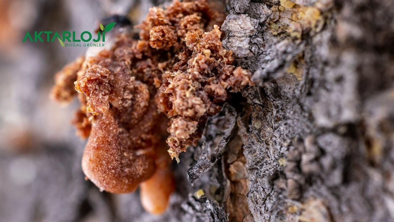 Çam Sakızının Faydaları Nelerdir? Çam Sakızı Neye İyi Gelir?