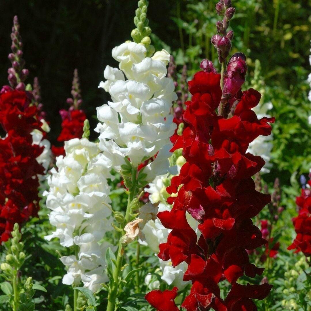 Aslanağzı Çiçeği Tohumu Özelliklerine Genel Bakış