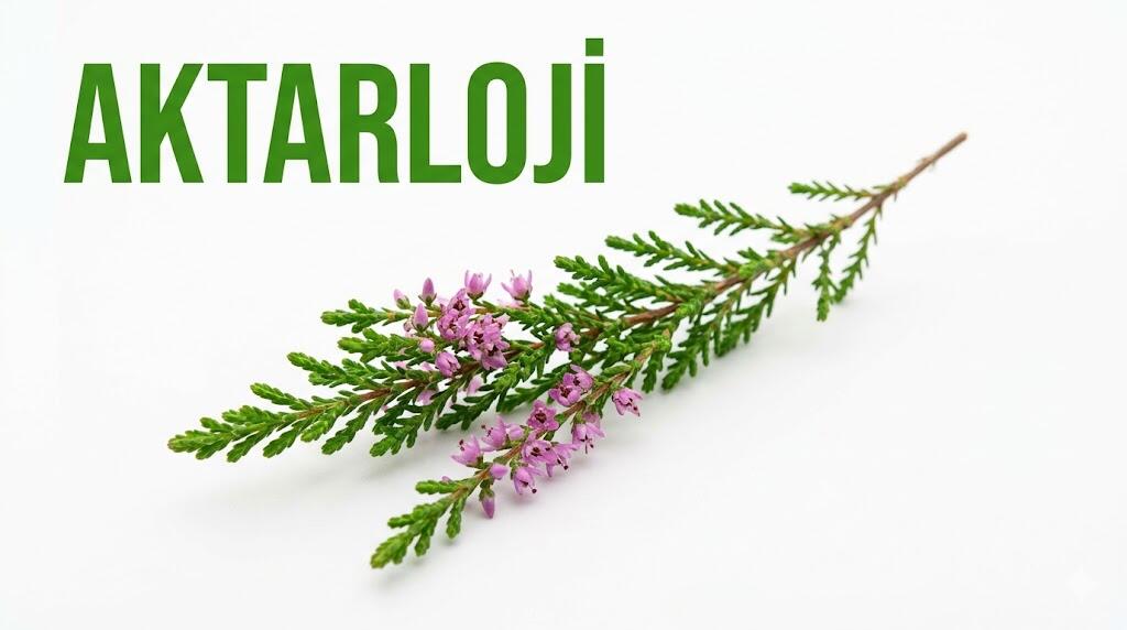 Funda Yaprağı Nedir? Yararları Nelerdir?