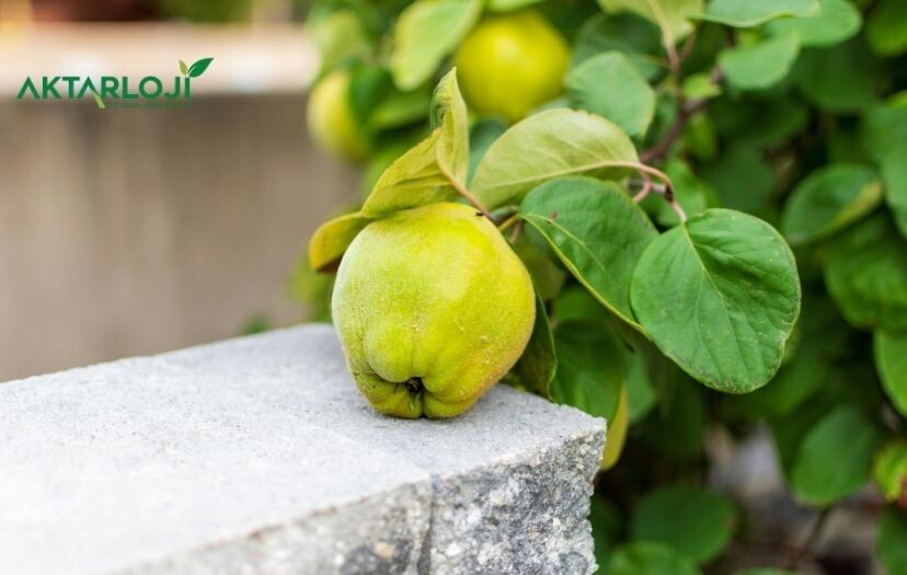 Ayva Yaprağı Faydaları Nelerdir?