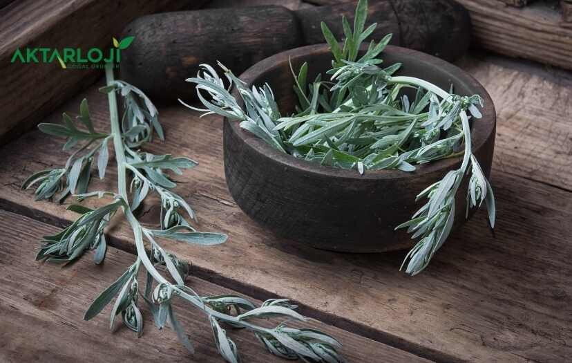 Pelin Otu Nedir? Pelin Otu Ne İşe Yarar?