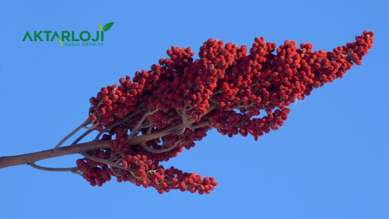 Sumağı Nasıl Tüketmeliyiz?