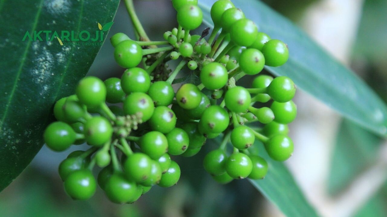 Kebabiye Tohumu Öksürük İçin Nasıl Kullanılır? Kebabiye Öksürüğe İyi Gelir mi?