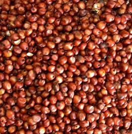 Glutensiz Kırmızı Sorgum Tohumu Nedir? Ne İşe Yarar? 