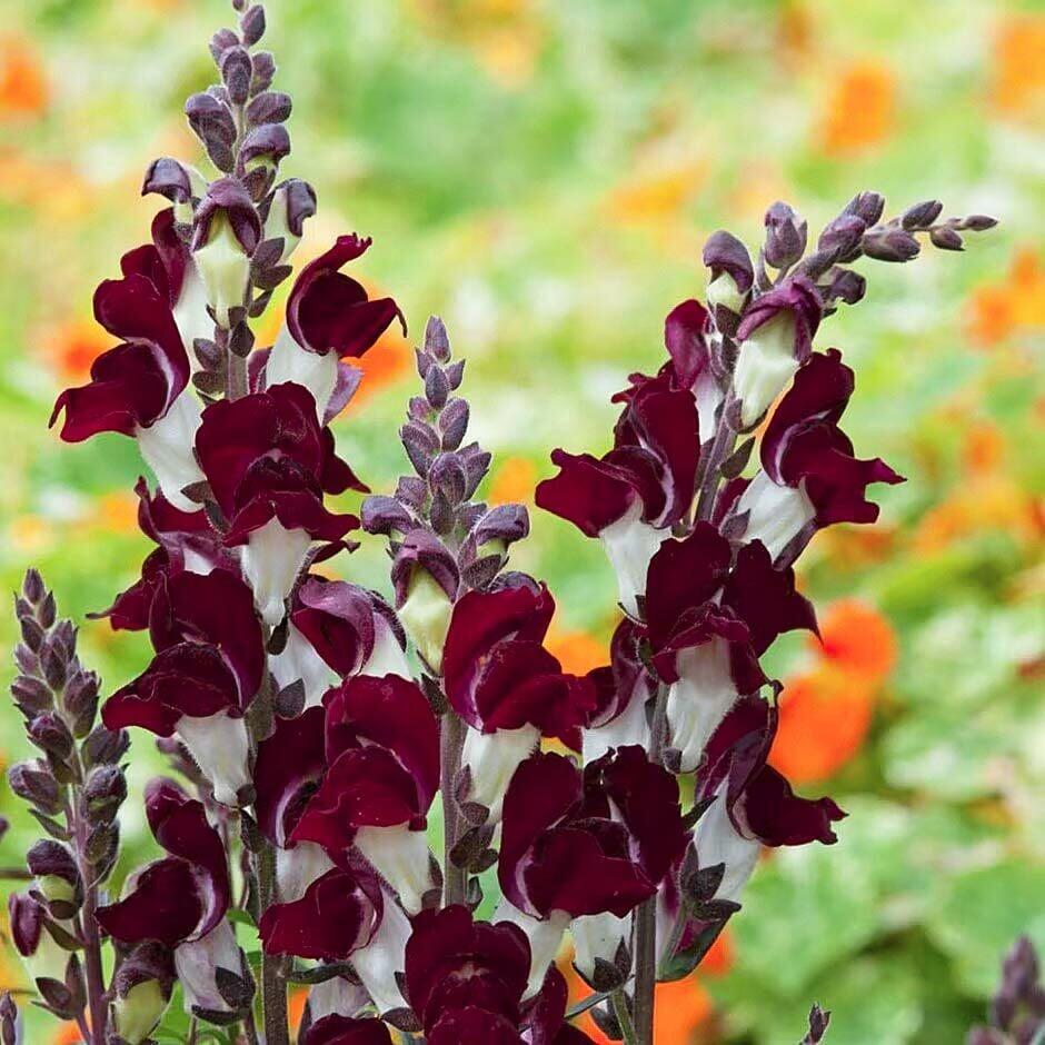 Aslanağzı Çiçeği Tohumu Özelliklerine Genel Bakış