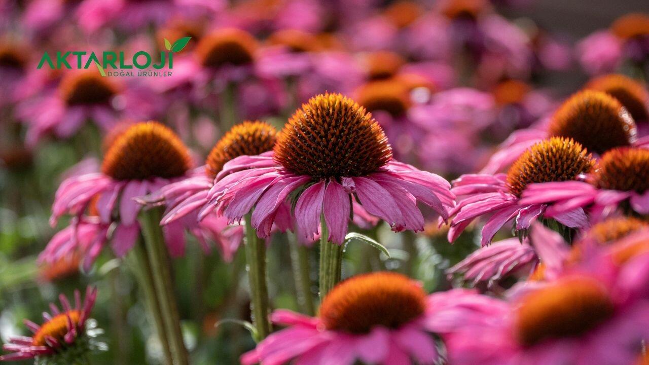 Ekinezya Hangi Hastalıklara İyi Gelir? Neden Kullanılır?