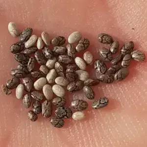 Ateş Çiçeği Tohumu Nedir? Niçin Kullanılır?