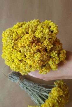 Altın Otu Bağ - Aktarloji