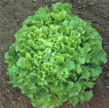 Arapsaçı Marul Tohumu - Aktarloji