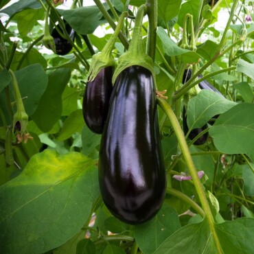 Aydın Siyah Patlıcan Tohumu - Aktarloji