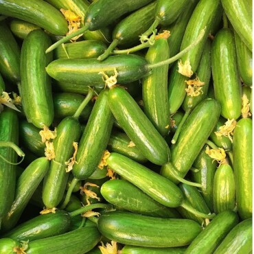 Badem Salatalık Tohumu - Aktarloji