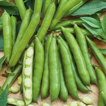 Bakla Tohumu - Aktarloji